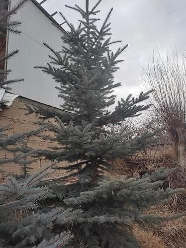 Ель колючая (голубая ель, Picea pungens Glauca) - Пышная крона с ярко