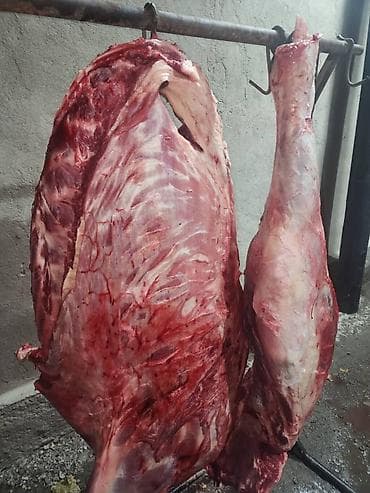 Полуфабрикаты: Туша — 1