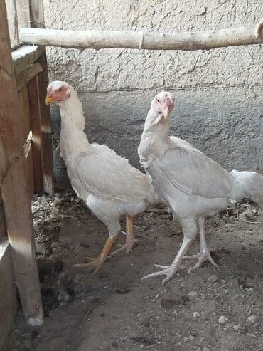 отдам породистую собаку в хорошие руки: Дакан ак мекиштер сатылат алмашу жолдору бар адрес Заря Тынчтык конушу — 4