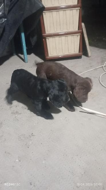 королевский дог цена: Продаю охотников.щенкам больше двух месяцев .привиты .цена 4000сом — 3