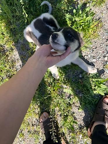 сколько стоит сиамские кошки: Собака даром: Дворняжка, 2 месяца, Самец, С прививкой — 3