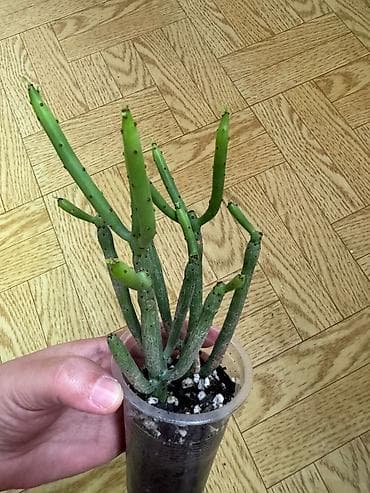 молодило: Возможен обмен Домашние цветы — комнатные суккуленты (рассадные — 3