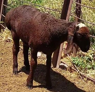 Продаю | Овца (самка), Ягненок | Для разведения | Племенные, Котные, Матка — 6
