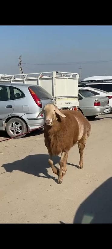 уй кой: Продаю | Баран (самец) | Для разведения | Осеменитель — 7