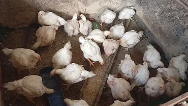 пони животные: Продаю | Куры | Бройлерная | На забой — 2