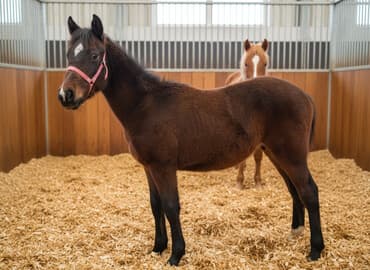 Кошки: Продаю | Жеребенок | Конный спорт — 1