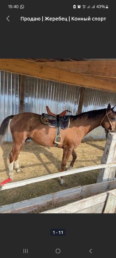 Жылкылар, аттар: Сатам | Байтал | Ат спорту — 9