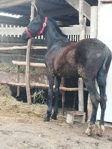 Лошади, кони: Продаю | Жеребец | Полукровка | Рабочий — 9