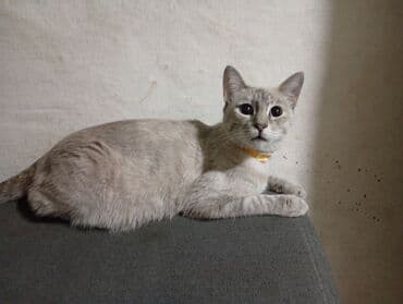 шиншилла британская кошка цена: Когтеточке. Подойдут для семьи с детьми: ласковые, любят играть и — 6