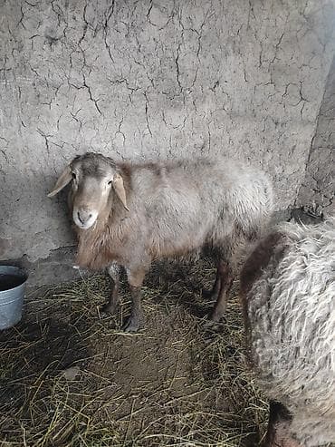 Продаю | Овца (самка) | Для разведения | Матка