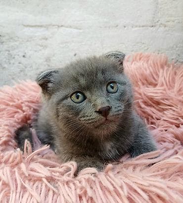 шатландские кошки: Скотиш Фолд (Шотландская вислоухая), 2 месяца, Мальчик, Голубой, Приучена к лотку — 3