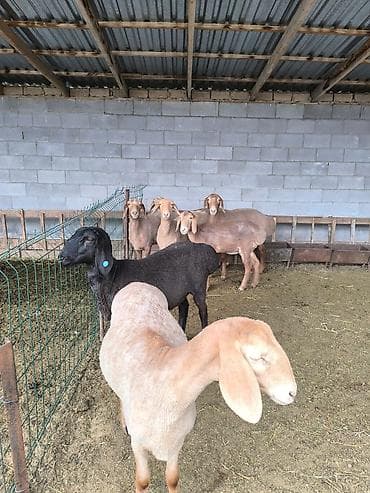 арабские лошади цена: Продаю | Ягненок | Арашан | Для разведения | Ярка — 3