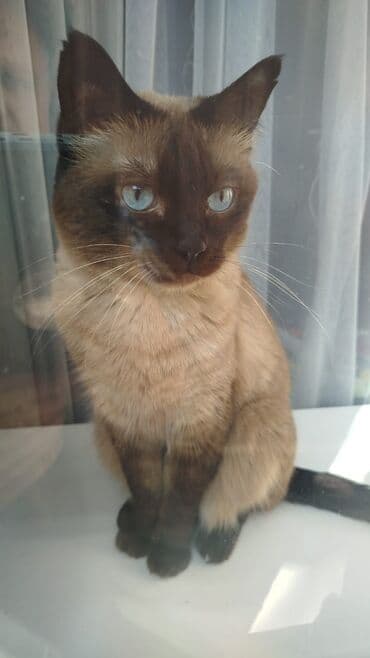 британская шоколадная кошка: Кошка даром: Сиамская, Девочка — 4