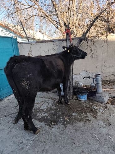 продажа кормов для сельскохозяйственных животных: Продаю | Корова (самка) | Швицкая, Симментальская | Для разведения, Для молока | Стельные — 6