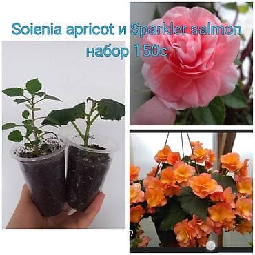 Мебель: Коллекционные комнатные растения (укоренённые сеянцы/черенки в — 8