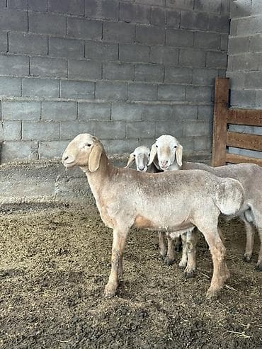 боолер: Продаю | Баран (самец), Ягненок | Арашан | Для разведения, Для шерсти, На забой | Осеменитель, Племенные — 3