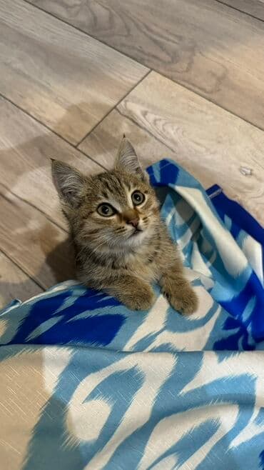 Грызуны: Котёнок тигрового окраса ищет дом - Полосатый короткошёрстный котёнок — 3