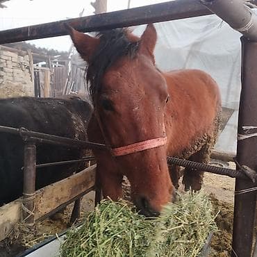 Грызуны: Продаю | Кобыла (самка) | Рабочий — 2