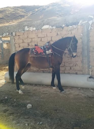 продажа щенков немецкой овчарки в бишкеке с документами: Продаю | Конь (самец) | Конный спорт — 1