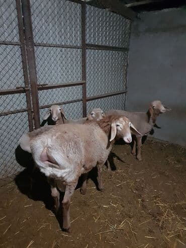 корм для домашних животных: Продаю | Ягненок, Баран (самец) | Арашан — 3
