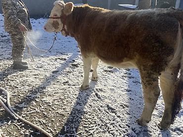 симментал уйлар: Продаю | Бык (самец) | Симментальская | На откорм — 6