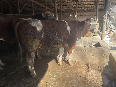 рыбки цена: Продаю | Бык (самец) | Швицкая, Симментальская, Бельгийская | На откорм, На забой, Для разведения | Искусственник — 3