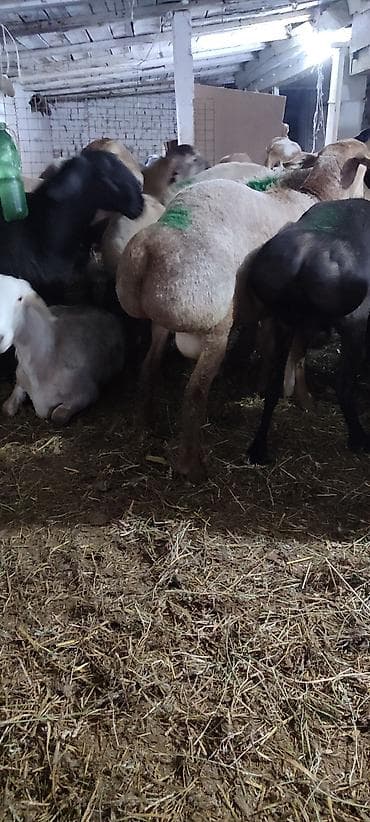 голубая рыбка: Продаю | Ягненок | На забой, Для разведения, Для шерсти | Племенные — 2