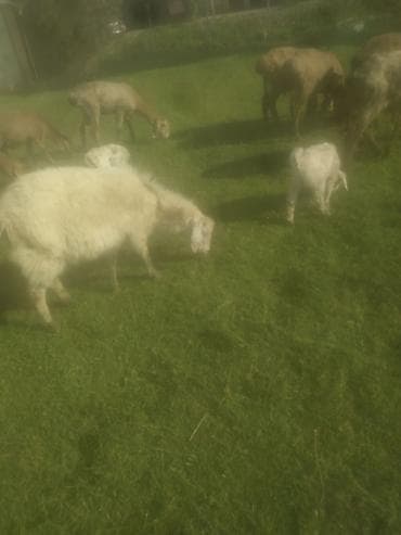 Үй жаныбарлары: Сатам | Эчки (ургаачы) | Көбөйтүү үчүн — 1