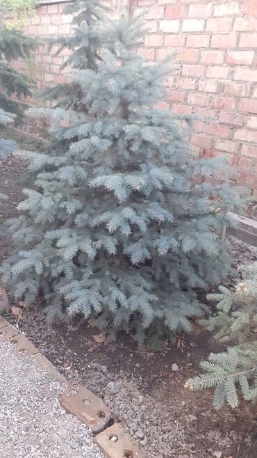 фикус али: Көчөттөр дарактардын: Карагайлар, Өзү алып кетүү — 6