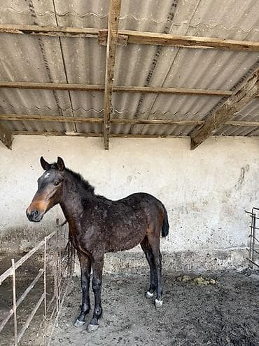 чоп тюки: Продаю | Жеребец | Рабочий — 9