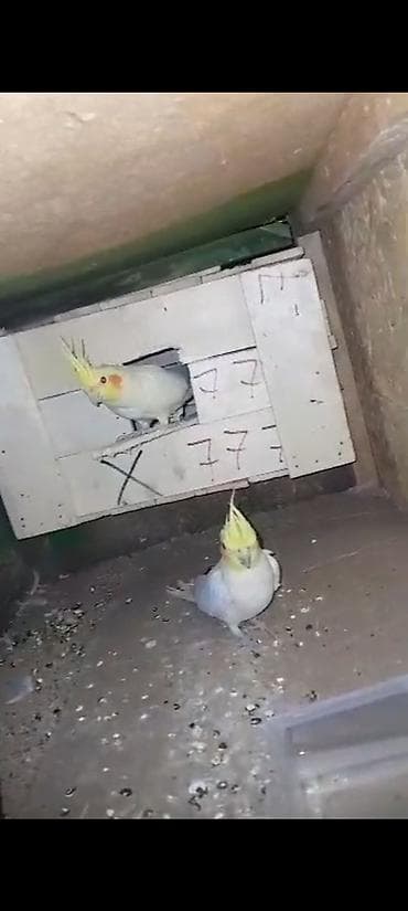 Үй жаныбарлары үчүн товарлар: Пара корелл (нимф) готовый пара срочна срочна продаю — 1