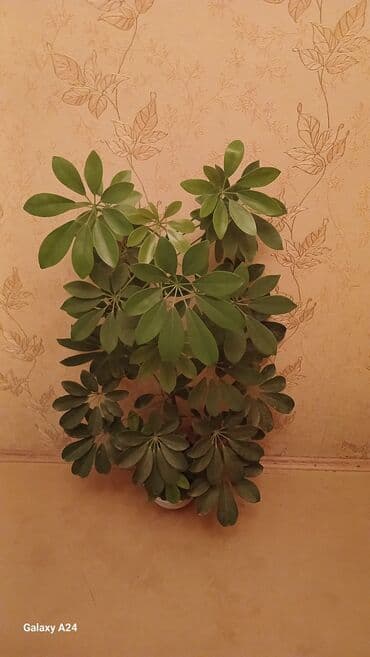 купить большие комнатные растения: Коллекция комнатных растений с декоративной листвой (в горшках) — 47