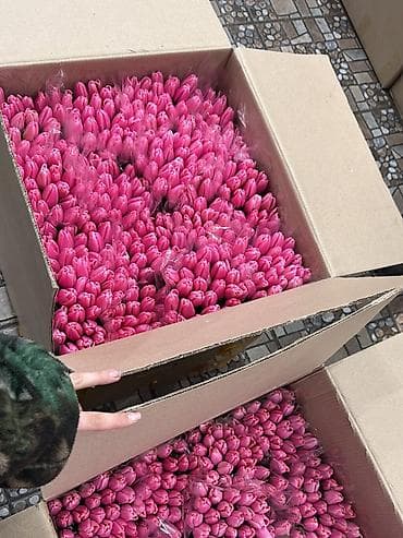 купить кур: Тюльпаны тепличного выращивания — срезка оптом. - Цвета — 9