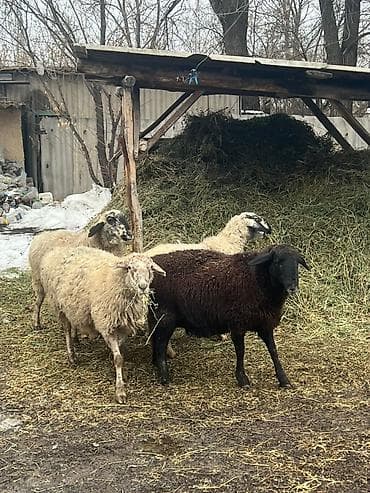 бараны козу: Продаю | Овца (самка) — 2