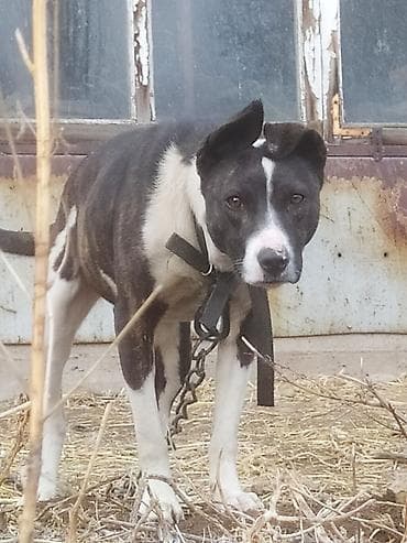 поводок для собак: Питбуль, 1 год, Самка — 2