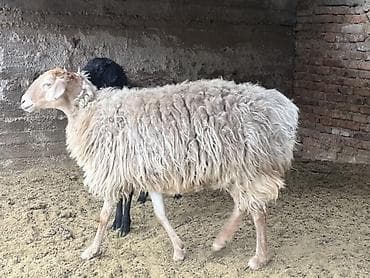 ат минуу: Продаю | Овца (самка) | Для разведения | Матка — 6
