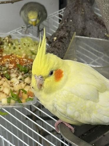 корел: 🏡 Ищу новый дом для любимой птички 🏡 Кореллу я когда-то купила в — 4