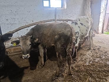 мастит: Продаю | Музоо, торпок | На откорм | Привязанные — 4