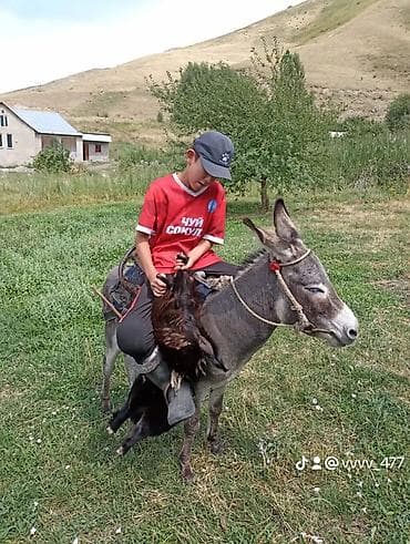 ат жаныбар: Башка жаныбарлар — 1