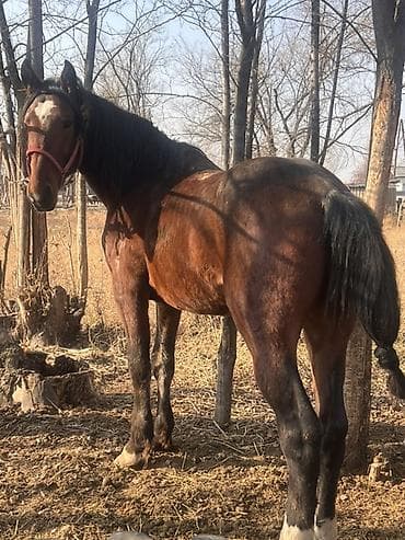 Иттер: Сатам | Байтал | Жумушка | Жасалма жол менен боозутуу — 5