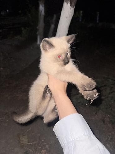 Отдам даром кошку: Кошка даром: Сиамская, 2 месяца, Мальчик — 1