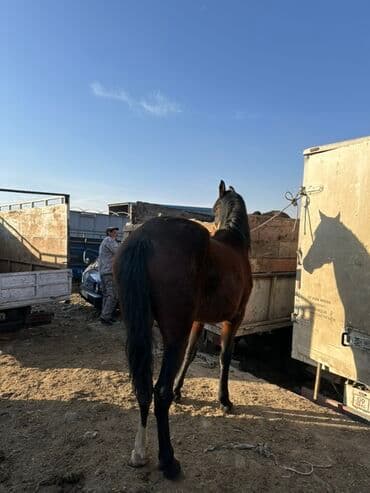 сельскохозяйственные животные продажа: Продаю | Кобыла (самка) | Полукровка, Английская | Для разведения | Племенные — 4