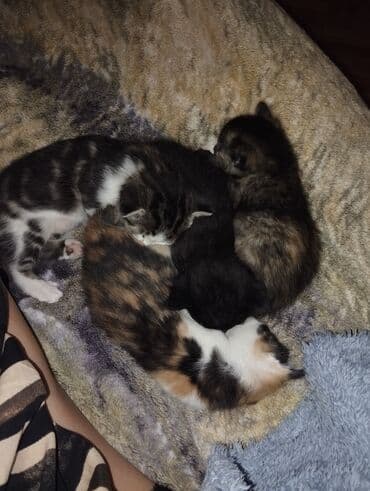 щенки стаффордширского терьера купить: Очаровательные котята 4 шт,2 мальчика и 2 девочки.На фото они — 2