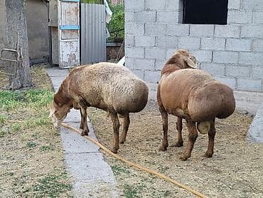 Ветеринар кызматы: Сатам | Кочкор (эркек) | Көбөйтүү үчүн — 9