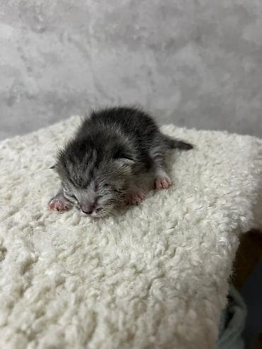Продажа кошек: 🐾 Открыта бронь на очаровательных котят 🐾 Малыши домашних кошек ищут — 3