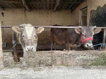 породистые бычки: Продаю | Тёлка | На откорм | Привязанные — 4