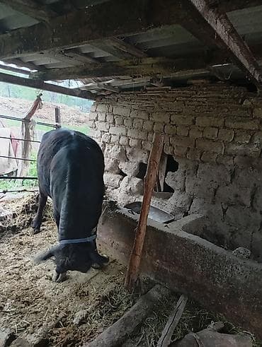 кальций для кур: Продаю | Корова (самка) | Для молока | Привязанные — 3