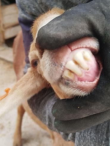 балык кумара: Продаю | Овца (самка) | Полукровка | Для разведения | Племенные — 7