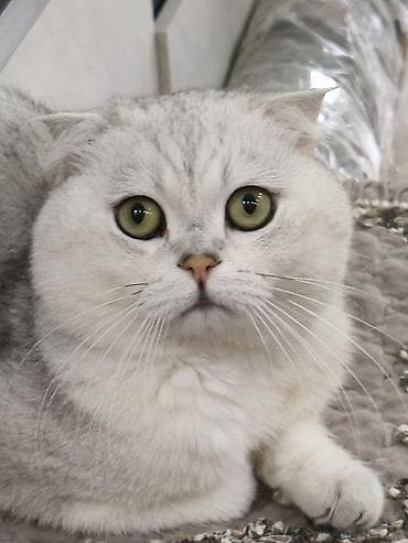 шотландская кошка шиншилла: Скотиш Фолд (Шотландская вислоухая), 2 года, Мальчик, Серебристая шиншилла — 6