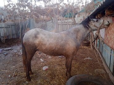 стаффордширский терьер купить: Сатылат Семиз бышты — 1